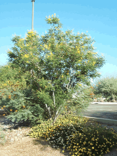 caesalpinia cacalaco full KM